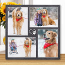 Search for pet portraits Photo collage