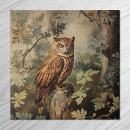 Search for owl tiles Nature