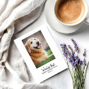 Search for golden retriever mothers day cards From the dog