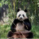 Search for panda bear puzzles Bamboo forest