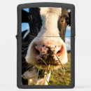 Search for cow lighters Holstein