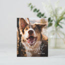 Search for border collie christmas cards Cute