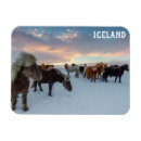 Search for iceland magnets Cute