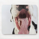 Search for harlequin great dane Animal body part
