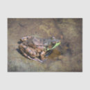 Search for frog tissue paper Nature