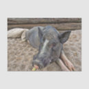 Search for pig tissue paper Black