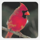 Search for red cardinal stickers Wildlife