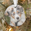 Search for australian shepherd ornaments Puppy