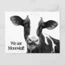 Search for cow moving announcement cards Moo