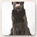 Search for labrador coasters Black