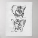 Search for human anatomy posters Anatomical