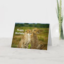 Search for cheetah on a birthday cards Wildlife