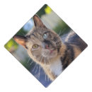 Search for pet graduation cap toppers Cat