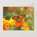 Search for butterfly postcards Insect