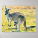 Search for kangaroo posters Joey