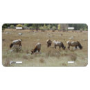 Search for elk license plates Nature