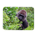 Search for gorilla gifts Primate