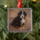 Search for bernese mountain dog ornaments Puppy