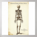 Search for vintage medical skeleton posters Human