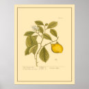 Search for kitchen lemon art Food