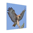 Search for red tail hawk art Wildlife