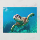 Search for sea turtle postcards Sailboat