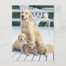 Search for golden retriever postcards Outdoors