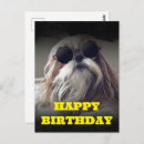 Search for shih tzu birthday cards Funny