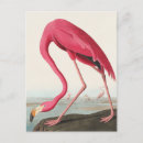 Search for audubon postcards Vintage