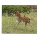 Search for easter puzzles Polynesia