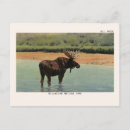 Search for yellowstone postcards Travel