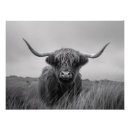 Search for black and white cow posters Highland