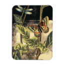 Search for dragonfly magnets Butterflies