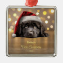 Search for newfoundland dog ornaments Dogs