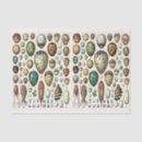 Search for bird tissue paper Eggs