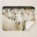Search for sheep blankets Barn