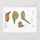 Search for golf postcards Vintage