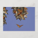 Search for pismo beach postcards California