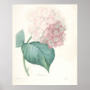Search for vintage hydrangea posters Botanical