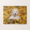 Search for goldendoodle puzzles Puppy