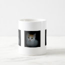 Search for orange tabby cat mugs Photography