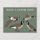 Search for bird postcards Canada geese