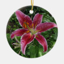 Search for stargazer lily decor Lilium