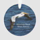 Search for pelican ornaments Nature