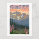 Search for glacier national park postcards Bear