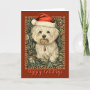 Search for bichon frise christmas cards Maltese