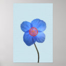 Search for himalayan blue poppy Floral