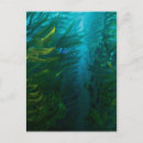 Search for seek and find posters Blue tang fish