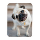Search for pug magnets Animal