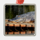 Search for alligator ornaments Nature